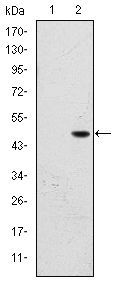 FAC1 / BPTF Antibody - FALZ Antibody in Western Blot (WB)