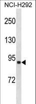 FACL2 / ACSL1 Antibody - ACSL1 Antibody western blot of NCI-H292 cell line lysates (35 ug/lane). The ACSL1 antibody detected the ACSL1 protein (arrow).