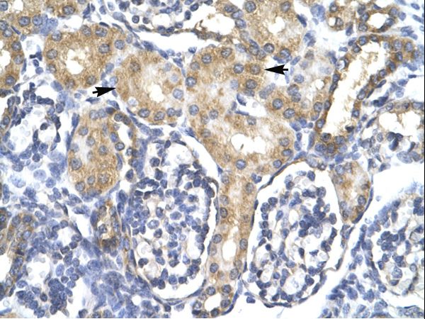 FACL2 / ACSL1 Antibody - Human Kidney.  This image was taken for the unconjugated form of this product. Other forms have not been tested.