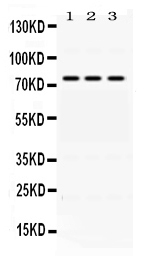 FACL2 / ACSL1 Antibody - Western blot - Anti-ACSL1 Picoband Antibody