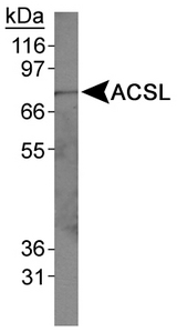 FACL2 / ACSL1 Antibody - Detection of ACSL in HepG2 whole cell lysates.  This image was taken for the unconjugated form of this product. Other forms have not been tested.