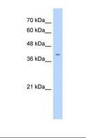 FAD104 / FNDC3B Antibody - Jurkat cell lysate. Antibody concentration: 2.5 ug/ml. Gel concentration: 12%.  This image was taken for the unconjugated form of this product. Other forms have not been tested.