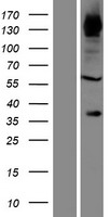 FAD104 / FNDC3B Protein - Western validation with an anti-DDK antibody * L: Control HEK293 lysate R: Over-expression lysate