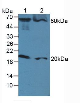 FADD Antibody - Western Blot; Lane1: Human Serum; Lane2: Mouse RAW 264.7 Cells.