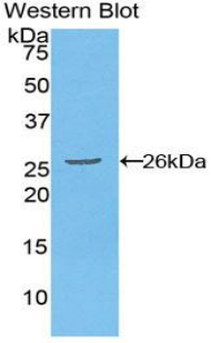 FADD Antibody - Western blot of recombinant FADD.  This image was taken for the unconjugated form of this product. Other forms have not been tested.