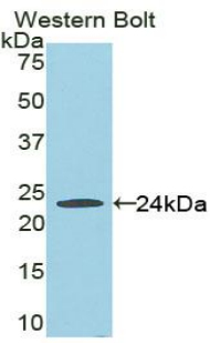 FADD Antibody - Western blot of recombinant FADD.  This image was taken for the unconjugated form of this product. Other forms have not been tested.