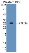 FADD Antibody - Western Blot; Sample: Recombinant protein.