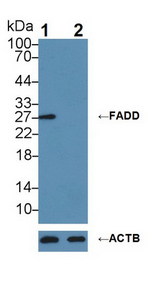 FADD Antibody - Knockout Varification: Lane 1: Wild-type RaW264.7 cell lysate; Lane 2: FADD knockout RaW264.7 cell lysate; Predicted MW: 23kDa ; Observed MW: 27kDa; Primary Ab: 1µg/ml Rabbit Anti-mouse FADD Antibody; Second Ab: 0.2µg/mL HRP-Linked Caprine Anti-Rabbit IgG Polyclonal Antibody;