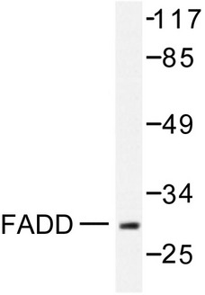 FADD Antibody - Western blot of FADD (N188) pAb in extracts from HeLa cells treated with PMA 125ng/ml 30'.
