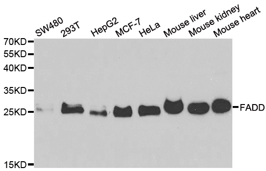 FADD Antibody - Western blot analysis of extracts of various cell lines.