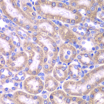 FADD Antibody - Immunohistochemistry of paraffin-embedded rat kidney tissue.