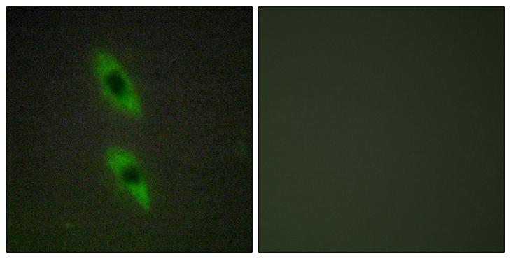 FADD Antibody - Peptide - + Immunofluorescence analysis of HUVEC cells, using FADD antibody.