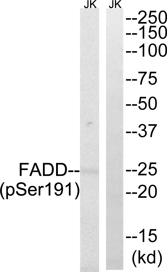 FADD Antibody - Western blot analysis of lysates from Jurkat cells treated with PMA 125ng/ml 30', using FADD (Phospho-Ser191) Antibody. The lane on the right is blocked with the phospho peptide.