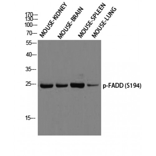 FADD Antibody - Western blot of Phospho-FADD (S194) antibody