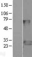 FADD Protein - Western validation with an anti-DDK antibody * L: Control HEK293 lysate R: Over-expression lysate