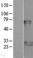 FADD Protein - Western validation with an anti-DDK antibody * L: Control HEK293 lysate R: Over-expression lysate