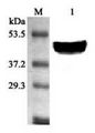 FADS1 Antibody - Western blot analysis using anti-SCD1 (mouse), pAb at 1:2000 dilution. 1: Mouse liver cell lysate.