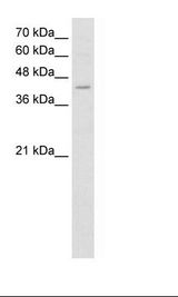 FADS1 Antibody - K562 Cell Lysate.  This image was taken for the unconjugated form of this product. Other forms have not been tested.