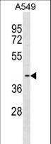FADS3 Antibody - FADS3 Antibody western blot of A549 cell line lysates (35 ug/lane). The FADS3 antibody detected the FADS3 protein (arrow).