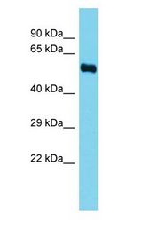 FADS3 Antibody - FADS3 antibody Western Blot of Rat Kidney. Antibody dilution: 1 ug/ml.  This image was taken for the unconjugated form of this product. Other forms have not been tested.