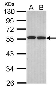 FAF2 / ETEA Antibody - Sample (30 ug of whole cell lysate). A: H1299, B: Hela. 10% SDS PAGE. FAF2 antibody diluted at 1:1000.