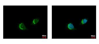 FAF2 / ETEA Antibody - ETEA antibody [C3], C-term detects FAF2 protein at endoplasmic reticulum by immunofluorescent analysis. HeLa cells were fixed in 4% paraformaldehyde at RT for 15 min. FAF2 protein stained by ETEA antibody [C3], C-term diluted at 1:500. 