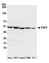 FAF2 / ETEA Antibody - Detection of human and mouse FAF2 by western blot. Samples: Whole cell lysate (50 µg) from HeLa, HEK293T, Jurkat, mouse TCMK-1, and mouse NIH 3T3 cells prepared using NETN lysis buffer. Antibody: Affinity purified rabbit anti-FAF2 antibody used for WB at 0.1 µg/ml. Detection: Chemiluminescence with an exposure time of 30 seconds.