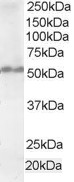 FAF2 / ETEA Antibody - Antibody staining (1 ug/ml) of Human Testis lysate (RIPA buffer, 35 ug total protein per lane). Primary incubated for 1 hour. Detected by Western blot of chemiluminescence.