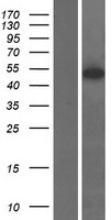FAF2 / ETEA Protein - Western validation with an anti-DDK antibody * L: Control HEK293 lysate R: Over-expression lysate
