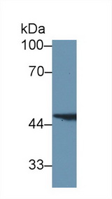 FAH Antibody - Western Blot; Sample: Human Liver lysate; Primary Ab: 1µg/ml Rabbit Anti-Human FAH Antibody Second Ab: 0.2µg/mL HRP-Linked Caprine Anti-Rabbit IgG Polyclonal Antibody