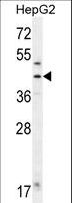 FAH Antibody - FAH Antibody western blot of HepG2 cell line lysates (35 ug/lane). The FAH antibody detected the FAH protein (arrow).