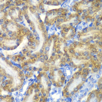 FAH Antibody - Immunohistochemistry of paraffin-embedded rat kidney tissue.