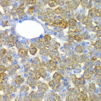 FAH Antibody - Immunohistochemistry of paraffin-embedded mouse liver tissue.