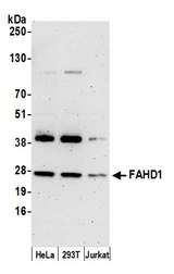 FAHD1 Antibody - Detection of human FAHD1 by western blot. Samples: Whole cell lysate (15 µg) from HeLa, HEK293T, and Jurkat cells prepared using NETN lysis buffer. Antibody: Affinity purified rabbit anti-FAHD1 antibody used for WB at 1:1000. Detection: Chemiluminescence with an exposure time of 3 minutes.
