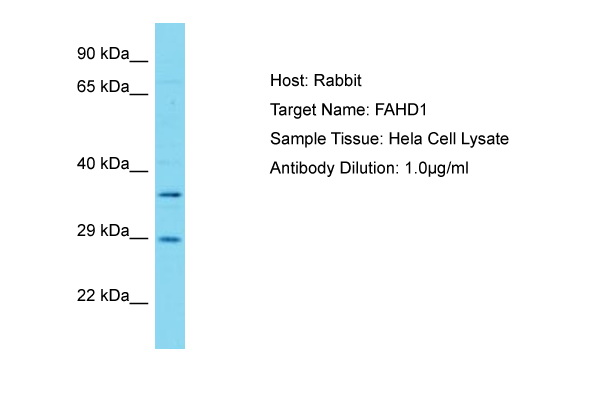 FAHD1 Antibody -  This image was taken for the unconjugated form of this product. Other forms have not been tested.