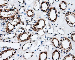 FAHD2A Antibody - IHC of paraffin-embedded Kidney tissue using anti-FAHD2A mouse monoclonal antibody. (Dilution 1:50).