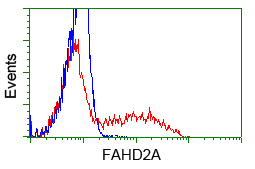 FAHD2A Antibody - HEK293T cells transfected with either pCMV6-ENTRY FAHD2A (Red) or empty vector control plasmid (Blue) were immunostained with anti-FAHD2A mouse monoclonal, and then analyzed by flow cytometry.