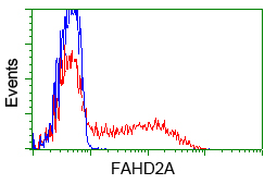 FAHD2A Antibody - HEK293T cells transfected with either pCMV6-ENTRY FAHD2A (Red) or empty vector control plasmid (Blue) were immunostained with anti-FAHD2A mouse monoclonal, and then analyzed by flow cytometry.