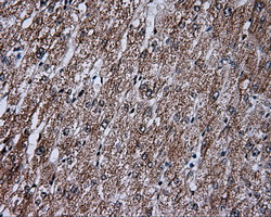 FAHD2A Antibody - Immunohistochemical staining of paraffin-embedded liver tissue using anti-FAHD2A mouse monoclonal antibody. (Dilution 1:50).