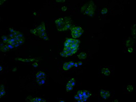 FAHD2A Antibody - Immunofluorescent staining of HepG2 cells using anti-FAHD2A mouse monoclonal antibody.