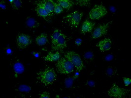 FAHD2A Antibody - Anti-FAHD2A mouse monoclonal antibody  immunofluorescent staining of COS7 cells transiently transfected by pCMV6-ENTRY FAHD2A.