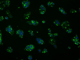 FAHD2A Antibody - Immunofluorescent staining of HepG2 cells using anti-FAHD2A mouse monoclonal antibody.
