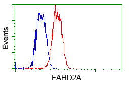FAHD2A Antibody - Flow cytometry of Jurkat cells, using anti-FAHD2A antibody, (Red) compared to a nonspecific negative control antibody (Blue).
