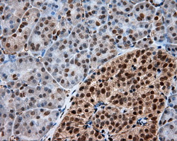 FAHD2A Antibody - IHC of paraffin-embedded pancreas tissue using anti-FAHD2A mouse monoclonal antibody. (Dilution 1:50).