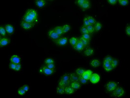 FAHD2A Antibody - Immunofluorescent staining of HT29 cells using anti-FAHD2A mouse monoclonal antibody.