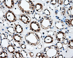FAHD2A Antibody - IHC of paraffin-embedded Kidney tissue using anti-FAHD2A mouse monoclonal antibody. (Dilution 1:50).