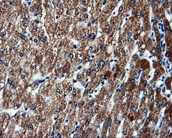 FAHD2A Antibody - IHC of paraffin-embedded liver tissue using anti-FAHD2A mouse monoclonal antibody. (Dilution 1:50).