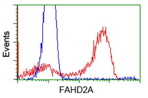FAHD2A Antibody - HEK293T cells transfected with either overexpress plasmid (Red) or empty vector control plasmid (Blue) were immunostained by anti-FAHD2A antibody, and then analyzed by flow cytometry.