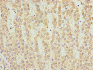 FAHD2A Antibody - Immunohistochemistry of paraffin-embedded human adrenal gland tissue using FAHD2A Antibody at dilution of 1:100