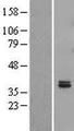 FAHD2B Protein - Western validation with an anti-DDK antibody * L: Control HEK293 lysate R: Over-expression lysate